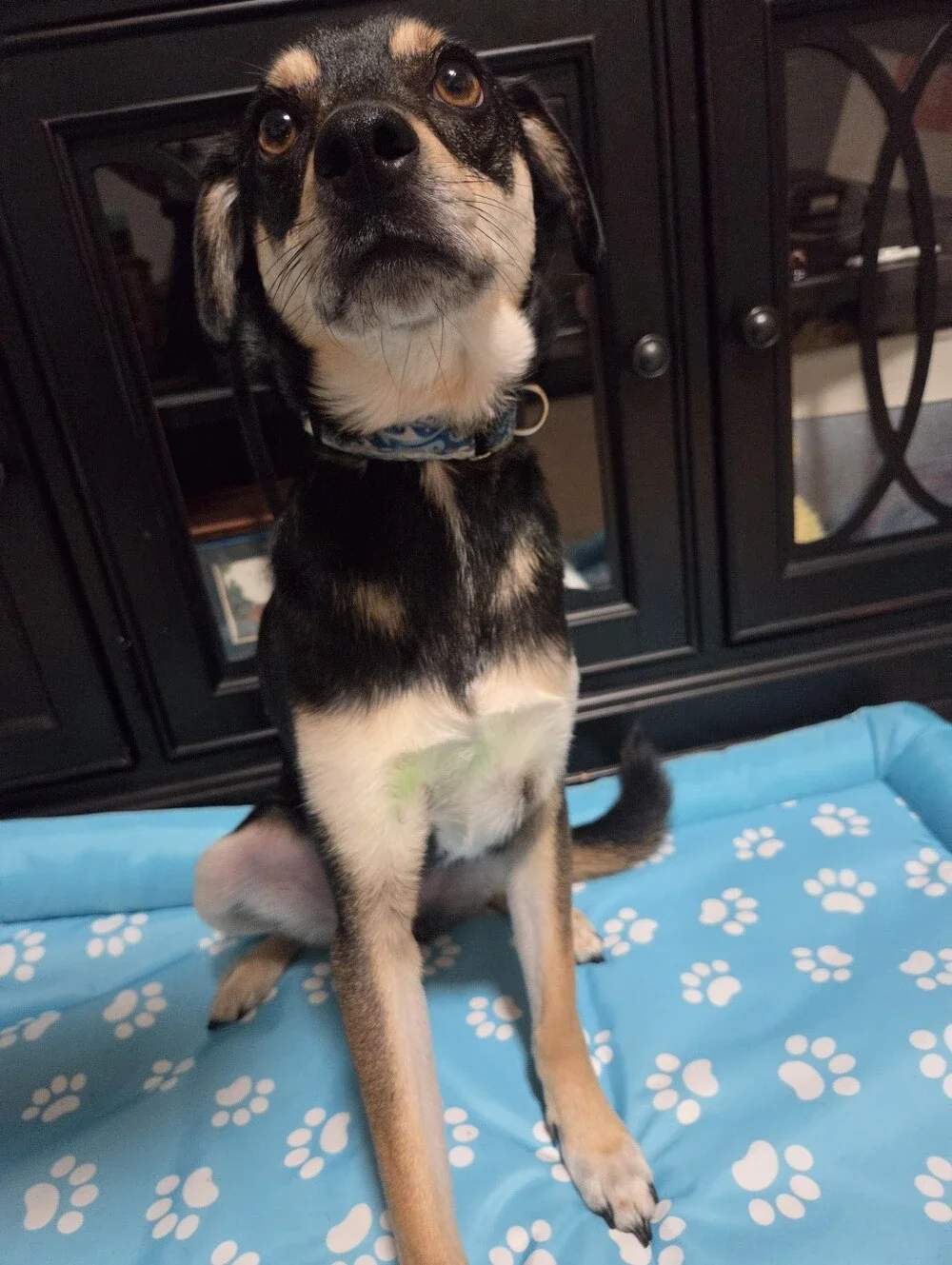 Blue Pattern Adjustable Martingale Dog Collar with Quick-Release Buckle